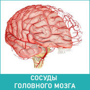 Влияние пептидного биорегулятора сосудов на микроциркуляцию в коре головного мозга старых крыс с артериальной гипертензией